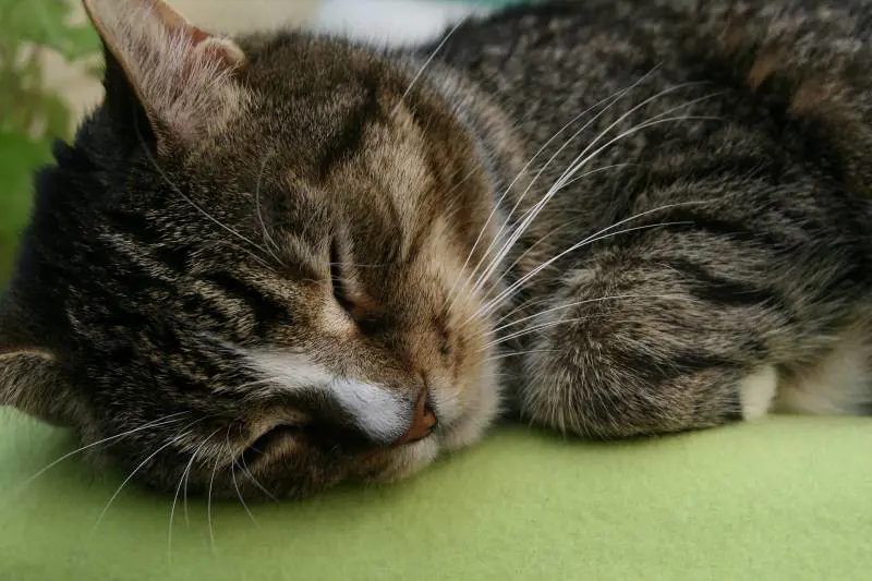 Lecce, donna multata di 166 euro per aver aiutato un gattino randagio