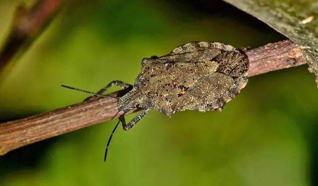 La vespa samurai usata contro la cimice asiatica