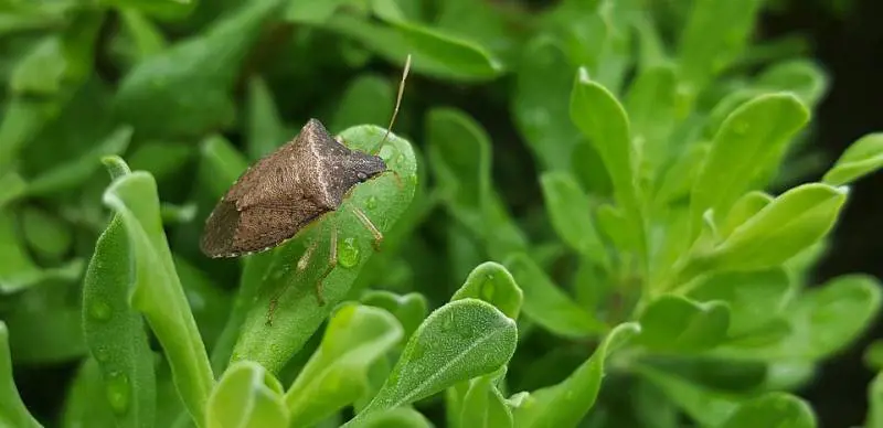 Allarme cimice asiatica nel nord. Danni ingenti nel comparto frutta