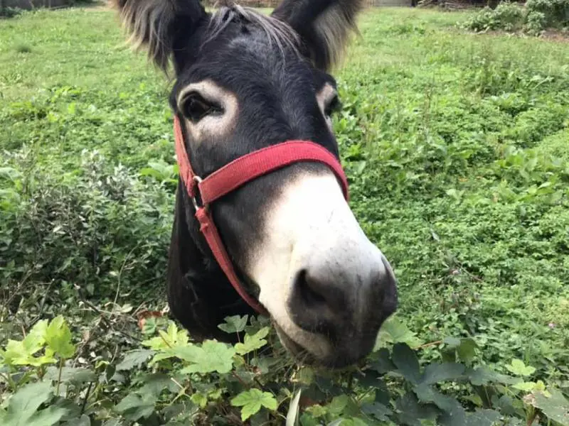 Generale, il somaro triste non deve finire nel piatto