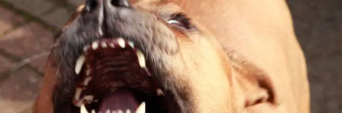 62enne muore dopo essere stato azzannato da due pitbull