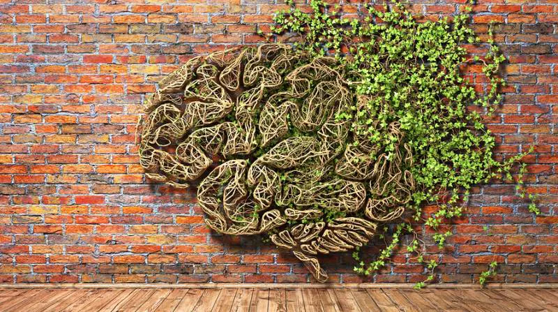 Tu chiamala se vuoi... intelligenza vegetale