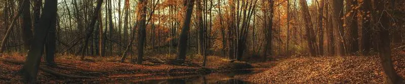 Il bosco "miniera" del legno da valorizzare in modo ecosostenibile