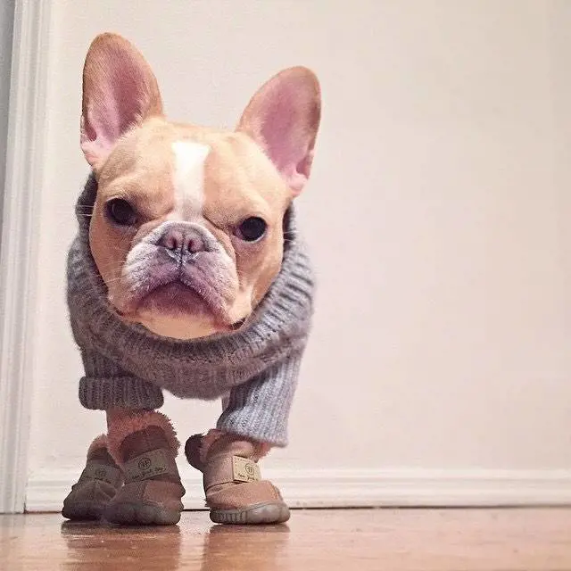 Abiti firmati e pappa gourmet. La dura vita del "pet influencer"