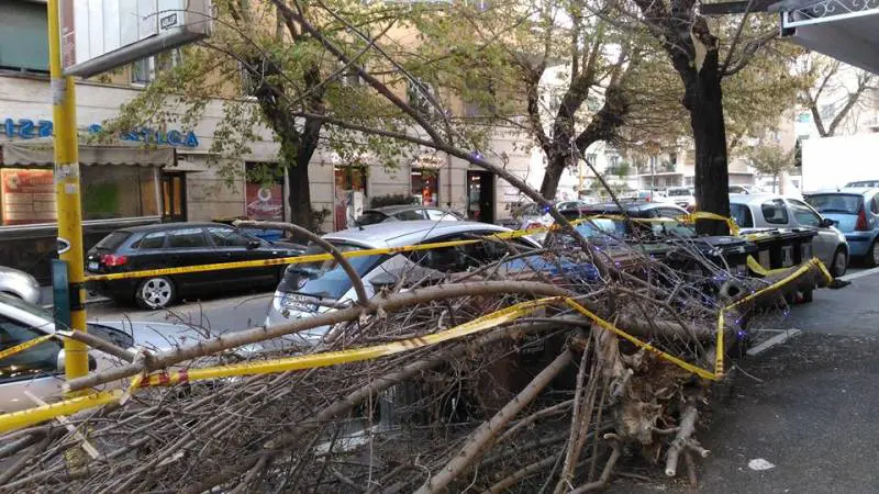 Roma ha un nuovo Spelacchio, ecco l'albero di piazza Vescovio