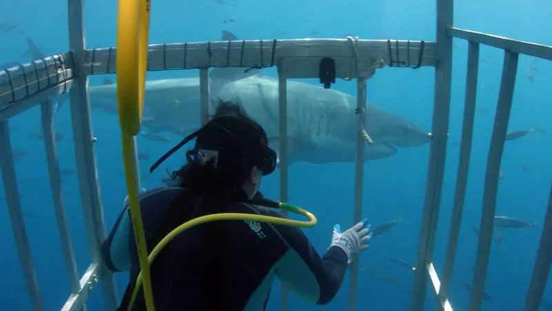 Lo squalo: un animale incompreso