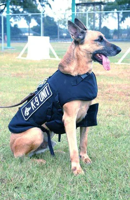 Usa, "addio" ai cani antidroga: ora con la marijuana legale non sono più affidabili