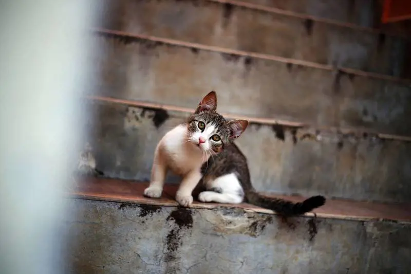 Medico usa la tac dell'ospedale per salvare il gatto, l'Usl avvia accertamenti