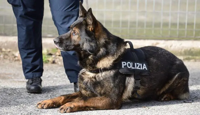 Anche i cani poliziotto vanno in pensione con la legge Fornero