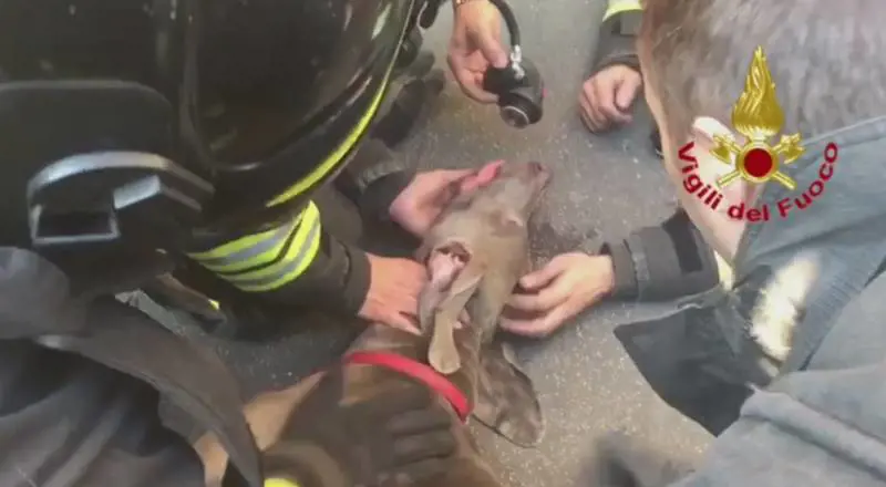 Un cane salvato con le bombole d'ossigeno