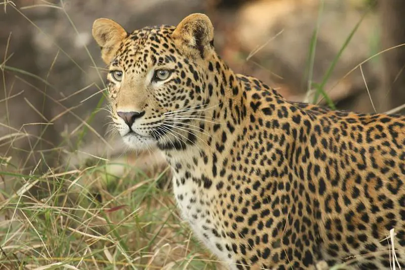 India, leopardo uccide e decapita bimbo di 3 anni