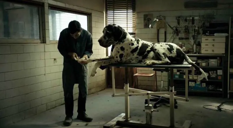 Oscar, il nostro "Dogman" fuori dalla shortlist