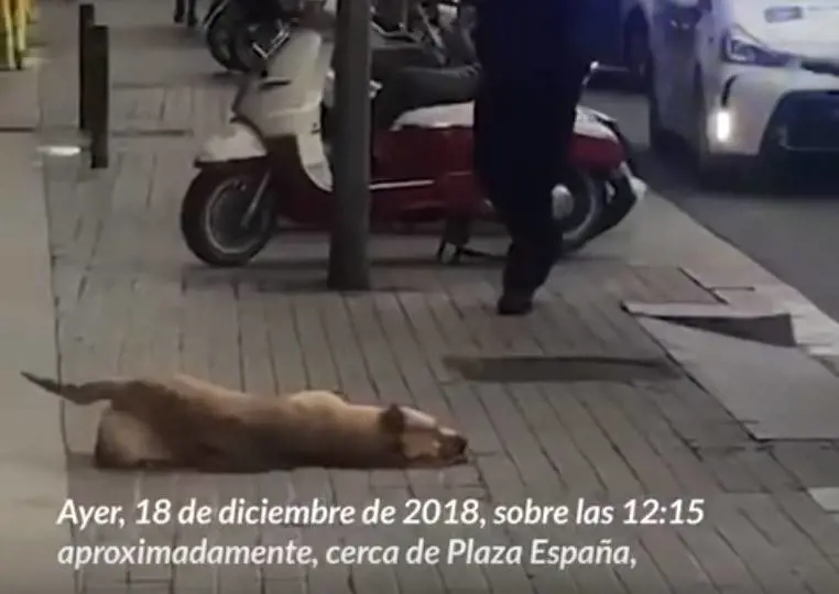 Il cane del senzatetto abbaia, l'agente lo uccide a colpi di pistola