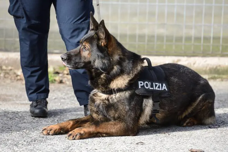 Avellino, cani antidroga sventano spaccio di stupefacenti in carcere