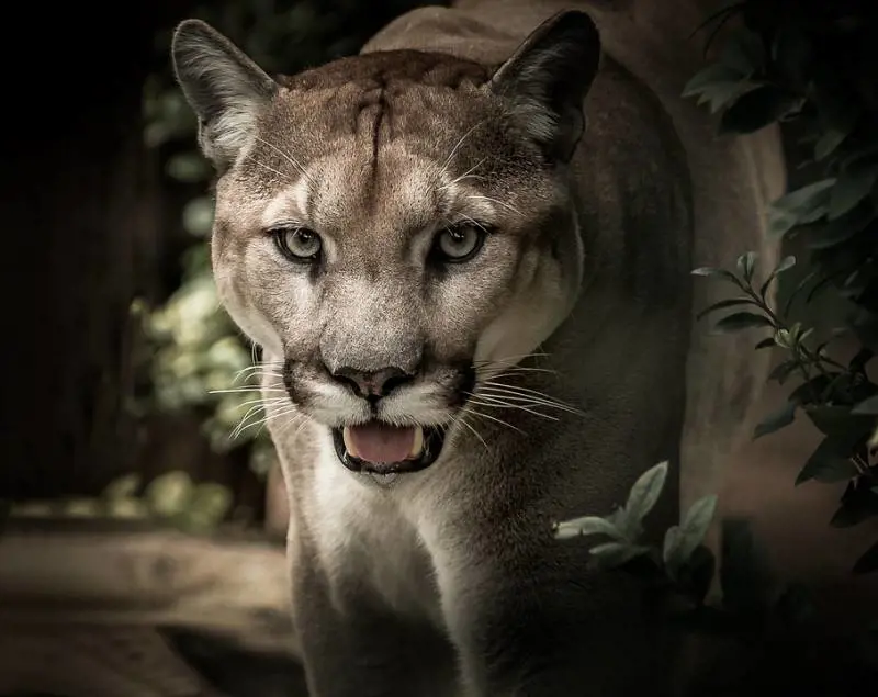 Un puma si aggira nel Comasco