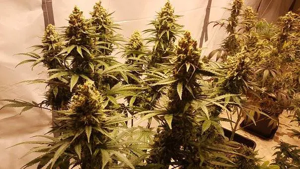 Montorfano, arrestato un giovane con 13 chili di marijuana in casa