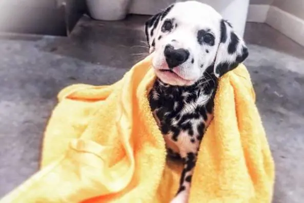 Wiley, il cucciolo Dalmata col naso a forma di cuore ​che fa impazzire il web