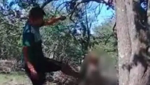 Appende il cane all'albero e lo uccide: "Non mi faceva dormire"