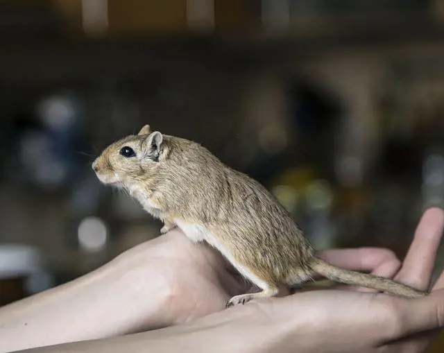 Donna fermata in aeroporto con 24 gerbilli appesi alla gamba