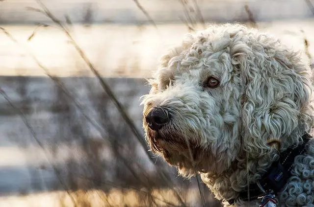 Ragazza allergica sopravvive grazie al cane