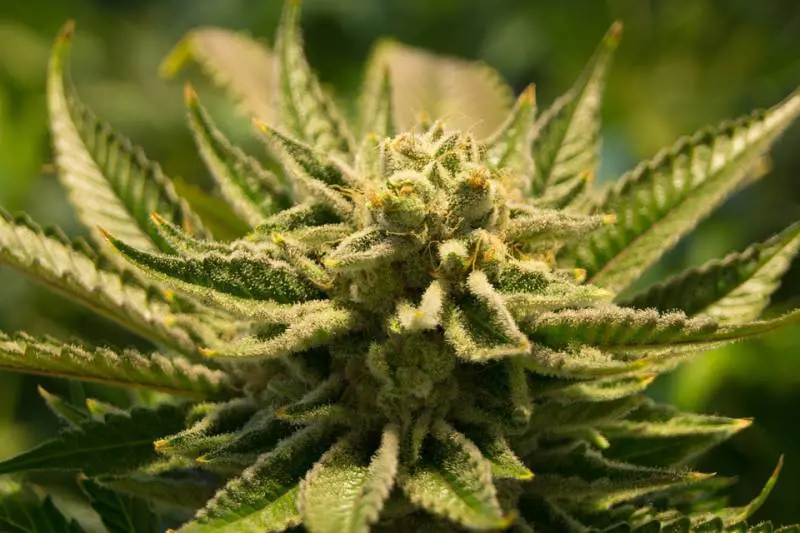 Consumo cannabis tra gli adolescenti: allarme salute