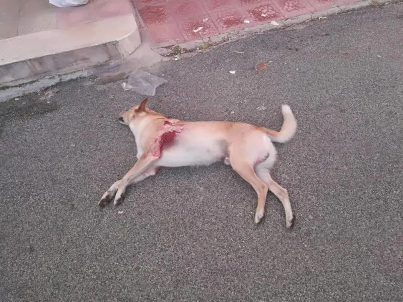 Orrore a Carovigno, cane ucciso in strada a colpi di pistola