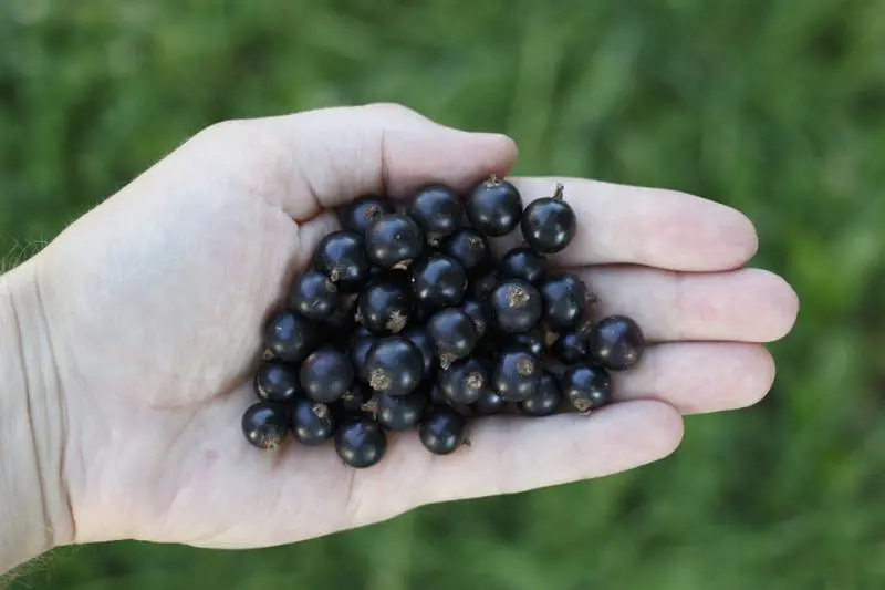 Ribes Nigrum: potente antistaminico naturale