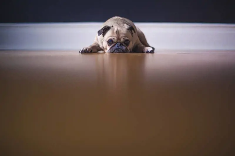 Glitter sui testicoli dei cani: il trend social inspiegabile