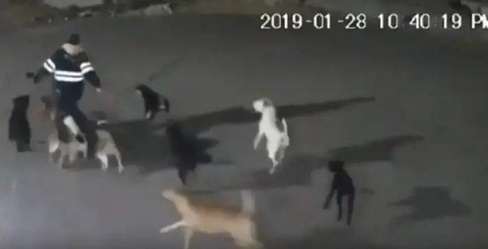 Branco di cani la insegue mentre si reca a lavoro: donna morta sbranata