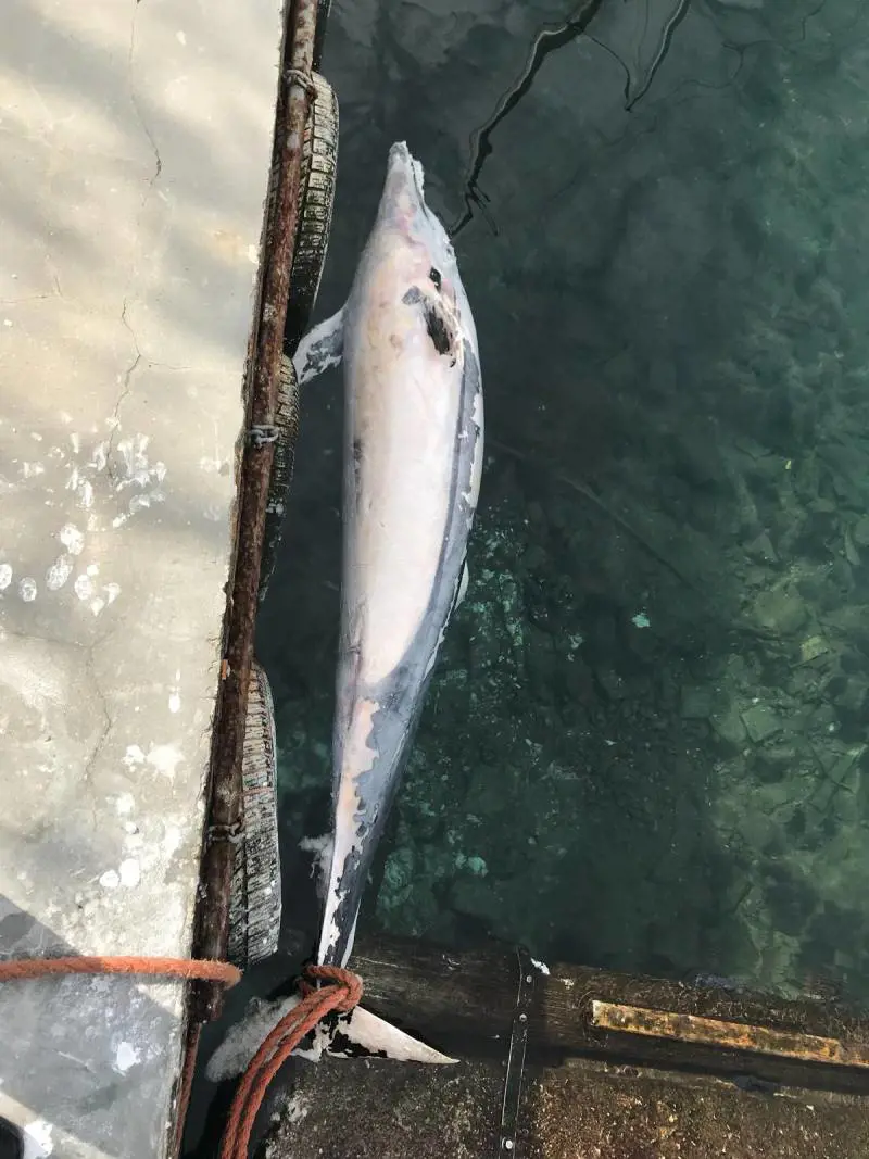 Delfino senza vita alla deriva nelle acque di Torre del Greco