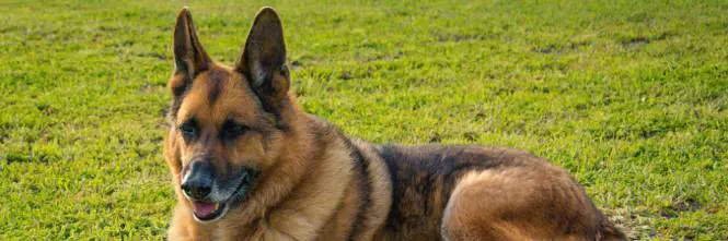 Lecce, difende il proprio cane ma viene morso da un pastore tedesco