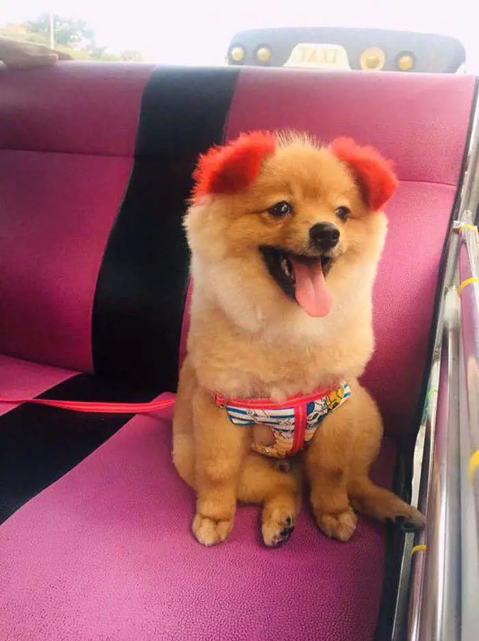 Bangkok, gli tinge il pelo e il cane perde l'orecchio