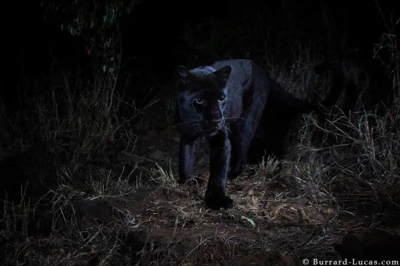 Il leopardo nero non è più leggenda. Ecco la prima foto dopo un secolo