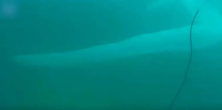 Avvista un mostro marino mentre fa un'immersione
