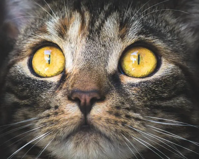 Il gatto le prende in ostaggio, madre e figlia liberate dai pompieri