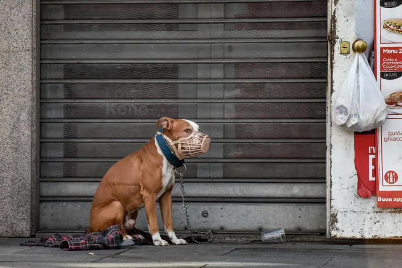 Montesilvano, scoppia il caso Tequila: la proposta degli animalisti