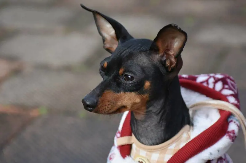 Torino, via dalla chiesa perché aveva un cagnolino in braccio