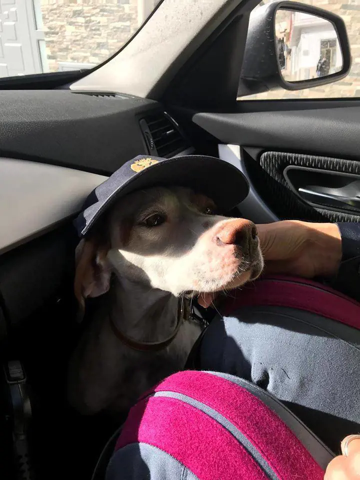 Sicilia, polizia adotta cane ritrovato sull’autostrada