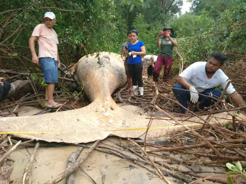 Il mistero della balena spiaggiata nel cuore della foresta Amazzonica
