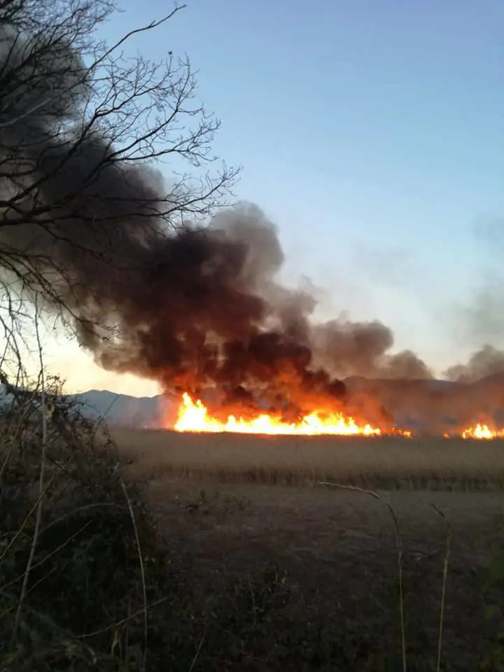 Incendiata l'Oasi della Lipu a Caserta, i volontari: “Dolo evidente”