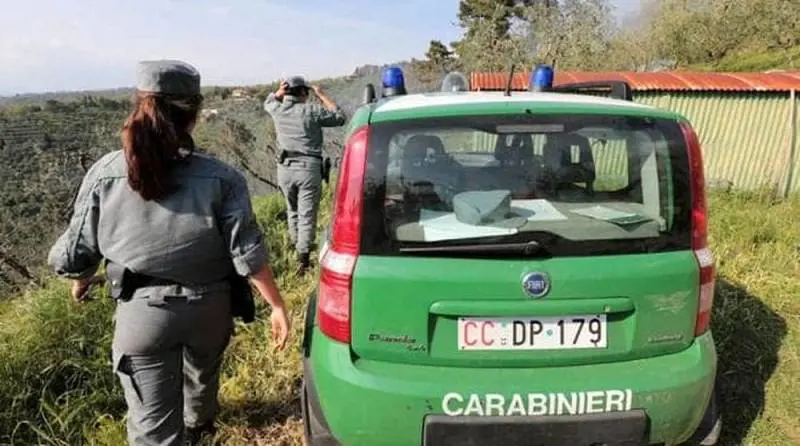 Traffico internazionale di animali, Napoli crocevia strategico per la criminalità