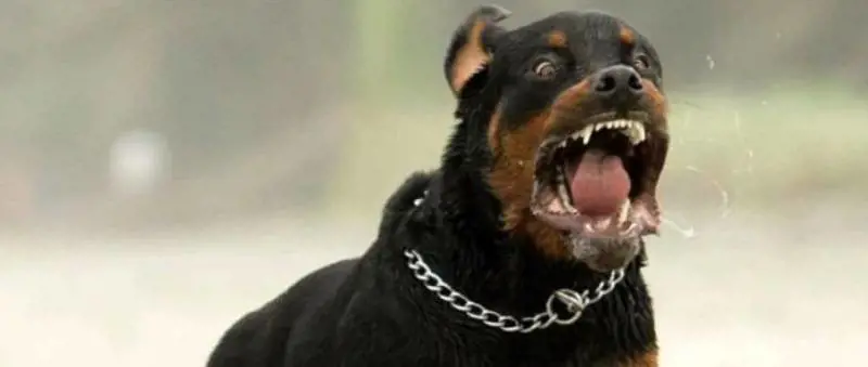 Bimba di 4 anni azzannata da Rottweiler. Denunciato proprietario