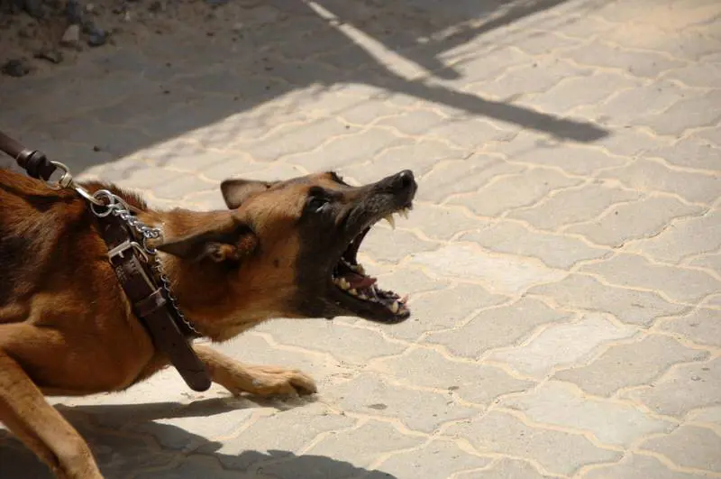 Le stupra e le dà in pasto ai cani, condannato a 23 anni
