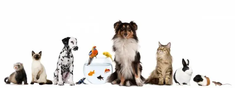 Milano Pet Week, festa diffusa nella città amica degli animali