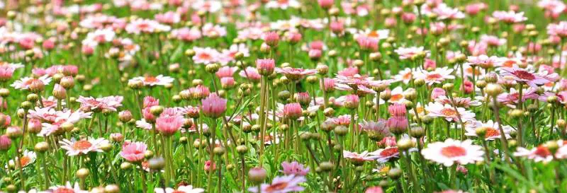 La primavera arriva oggi, con un giorno di anticipo