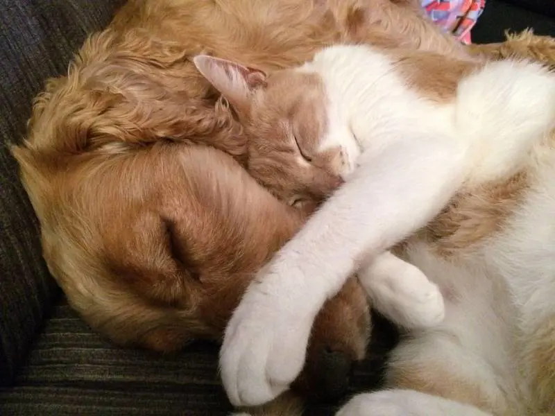 Sepolti con gli animali domestici: ad Amburgo ora si può