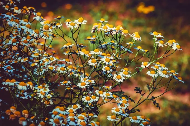 Gli analgesici naturali: cosa sono e come agiscono