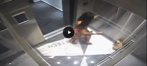 Usa, ragazza massacra il suo cane in ascensore: il video choc
