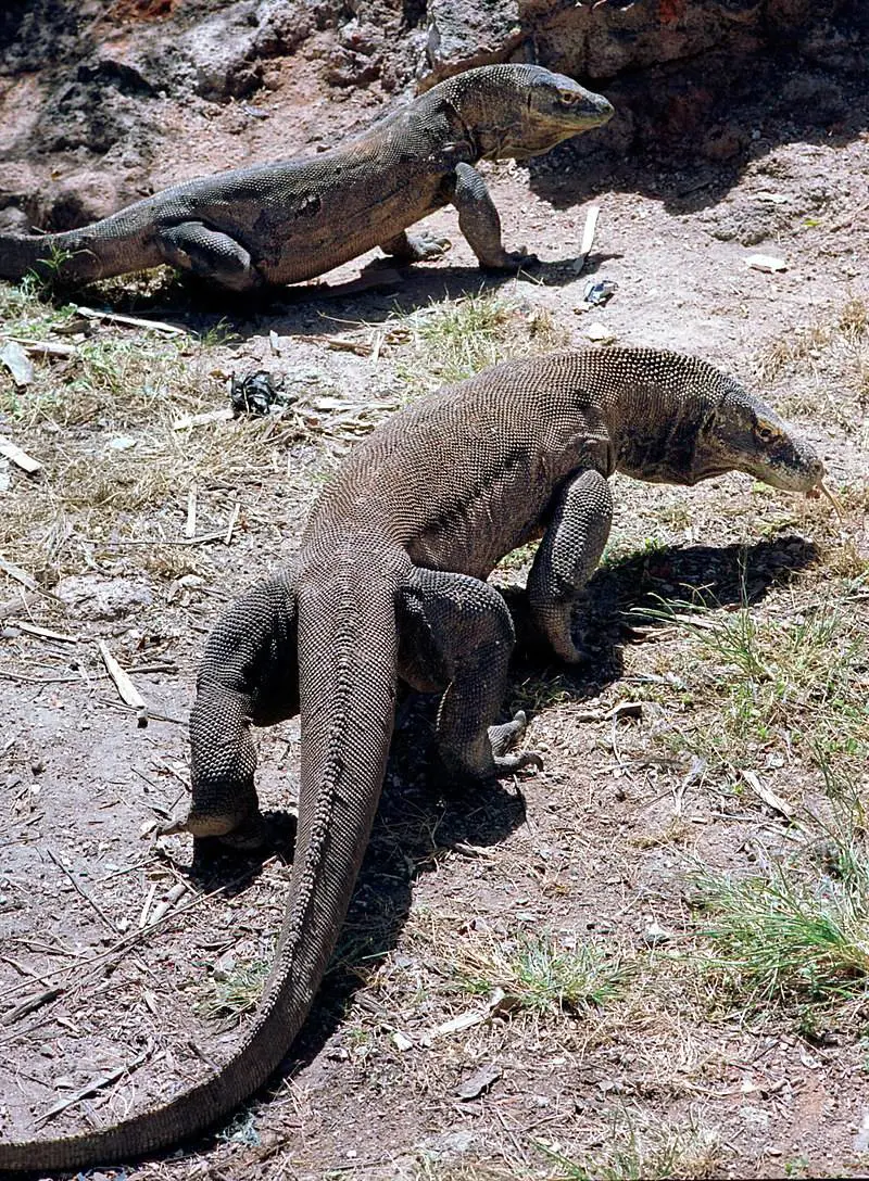 Potrebbe chiudere l'isola di Komodo in Indonesia: draghi a rischio estinzione