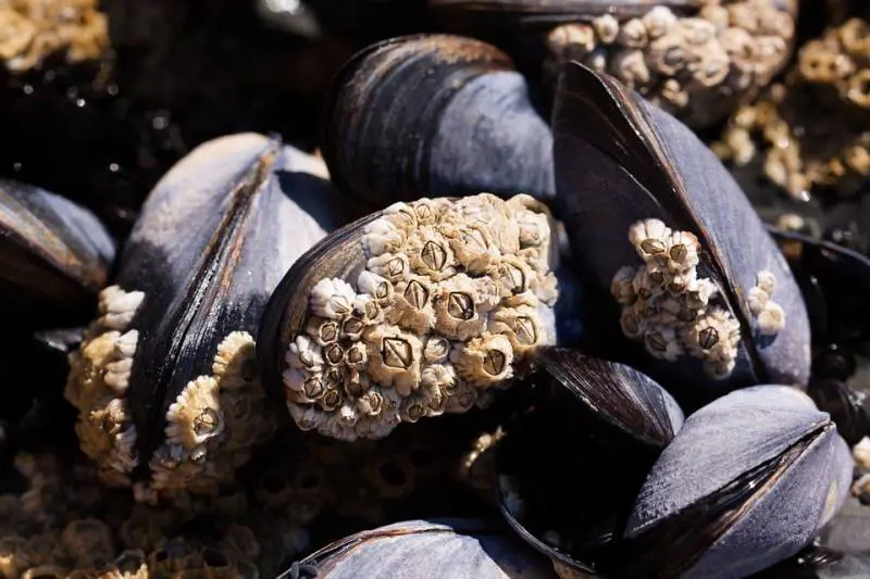 Blitz dei Nas in pescheria: sequestrati 25 chili di cozze pericolose